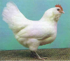 Thüringer Barthühner  